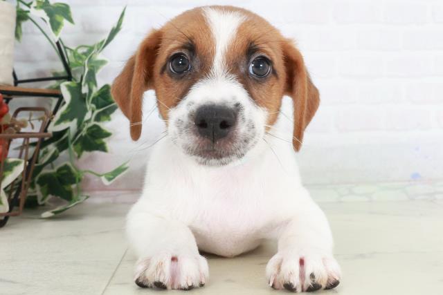 徳島県のジャックラッセルテリア (Coo&RIKU徳島店/2025年9月13日生まれ/男の子/ホワイトタン)の子犬の1枚目の画像