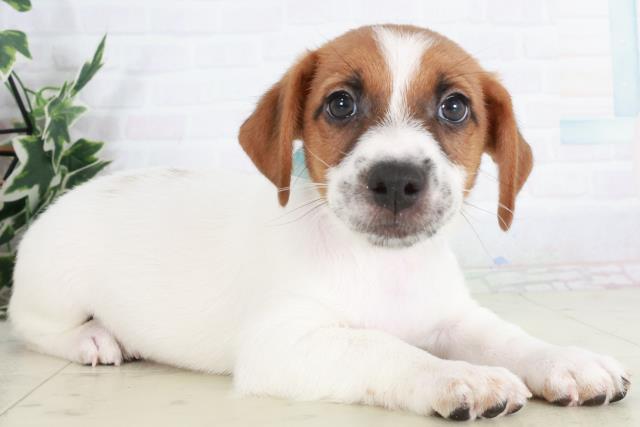 徳島県のジャックラッセルテリア (Coo&RIKU徳島店/2025年9月13日生まれ/男の子/ホワイトタン)の子犬の2枚目の画像