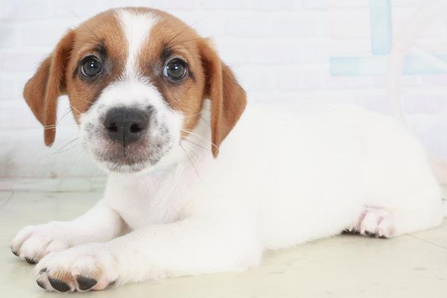 徳島県のジャックラッセルテリア (Coo&RIKU徳島店/2025年9月13日生まれ/男の子/ホワイトタン)の子犬の3枚目の画像