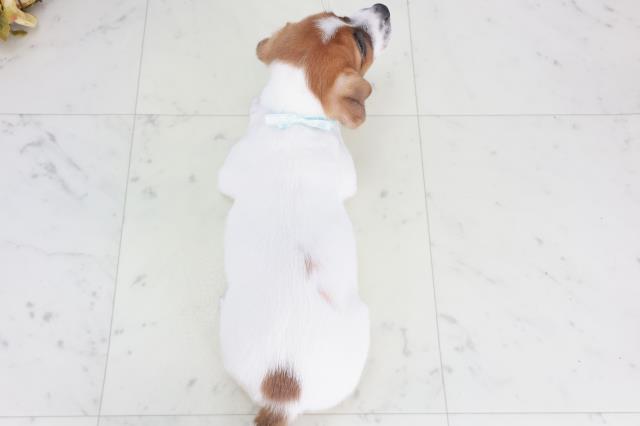 徳島県のジャックラッセルテリア (Coo&RIKU徳島店/2025年9月13日生まれ/男の子/ホワイトタン)の子犬の4枚目の画像