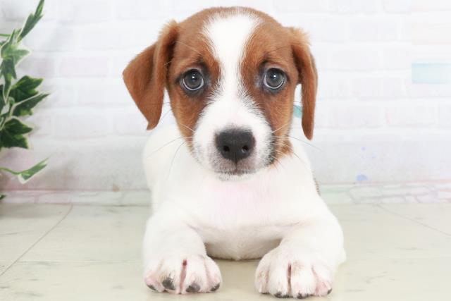 山口県のジャックラッセルテリア (Coo&RIKUシーモール下関店/2025年9月13日生まれ/男の子/ホワイトタン)の子犬の1枚目の画像