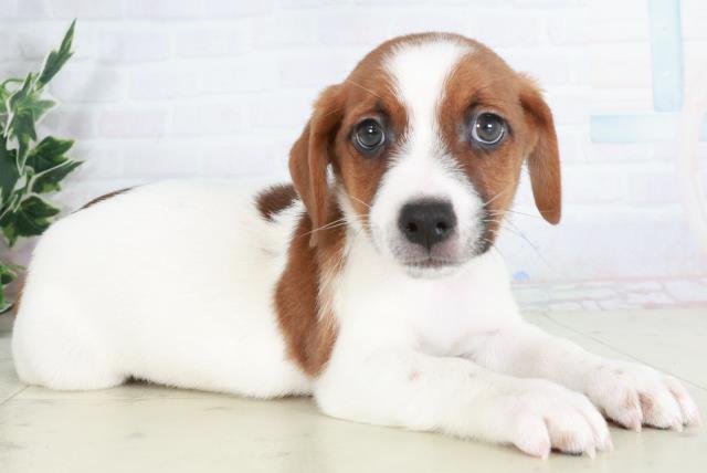 山口県のジャックラッセルテリア (Coo&RIKUシーモール下関店/2025年9月13日生まれ/男の子/ホワイトタン)の子犬の2枚目の画像