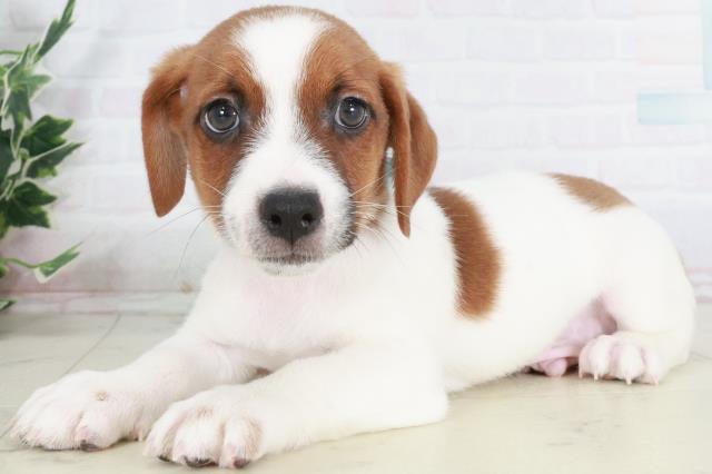 山口県のジャックラッセルテリア (Coo&RIKUシーモール下関店/2025年9月13日生まれ/男の子/ホワイトタン)の子犬の3枚目の画像