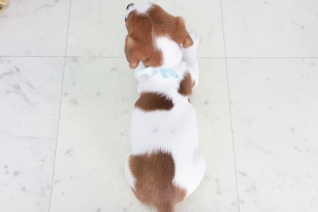 山口県のジャックラッセルテリア (Coo&RIKUシーモール下関店/2025年9月13日生まれ/男の子/ホワイトタン)の子犬の4枚目の画像