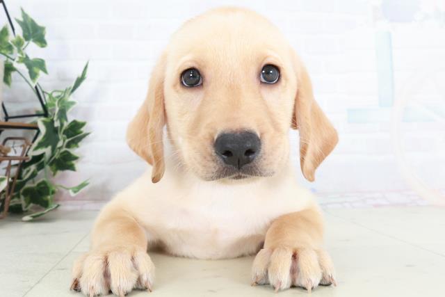 岡山県のラブラドールレトリーバー (Coo&RIKU岡山店/2025年9月13日生まれ/男の子/イエロー)の子犬の1枚目の画像