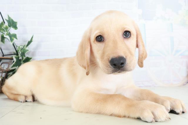 岡山県のラブラドールレトリーバー (Coo&RIKU岡山店/2025年9月13日生まれ/男の子/イエロー)の子犬の2枚目の画像