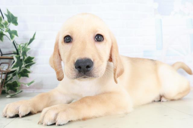 岡山県のラブラドールレトリーバー (Coo&RIKU岡山店/2025年9月13日生まれ/男の子/イエロー)の子犬の3枚目の画像