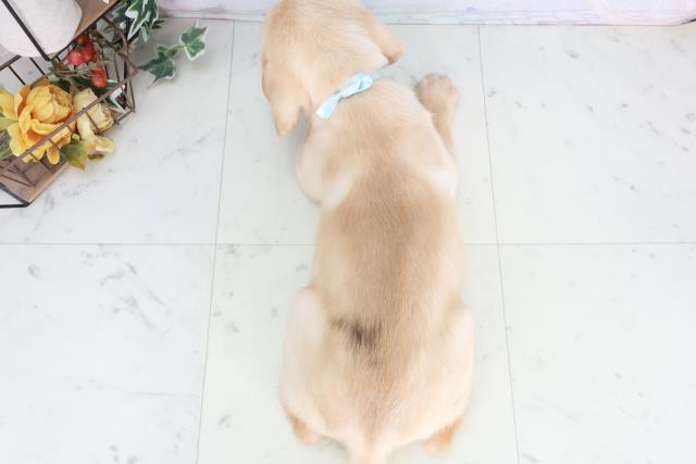 岡山県のラブラドールレトリーバー (Coo&RIKU岡山店/2025年9月13日生まれ/男の子/イエロー)の子犬の4枚目の画像