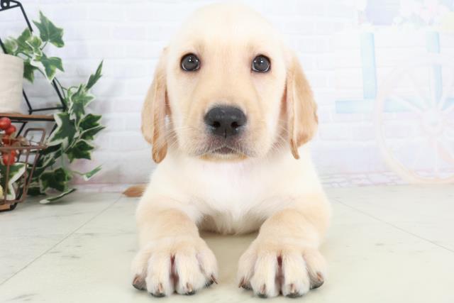 愛媛県のラブラドールレトリーバー (Coo&RIKUイオンタウン川之江店/2025年9月13日生まれ/男の子/イエロー)の子犬の1枚目の画像