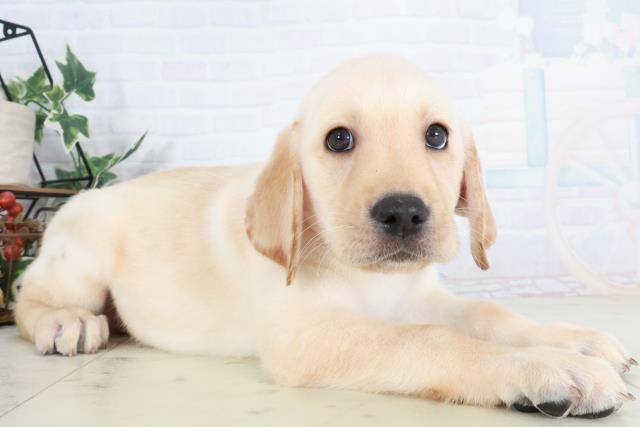 愛媛県のラブラドールレトリーバー (Coo&RIKUイオンタウン川之江店/2025年9月13日生まれ/男の子/イエロー)の子犬の2枚目の画像