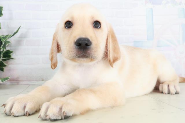 愛媛県のラブラドールレトリーバー (Coo&RIKUイオンタウン川之江店/2025年9月13日生まれ/男の子/イエロー)の子犬の3枚目の画像