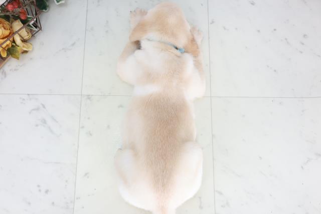 愛媛県のラブラドールレトリーバー (Coo&RIKUイオンタウン川之江店/2025年9月13日生まれ/男の子/イエロー)の子犬の4枚目の画像