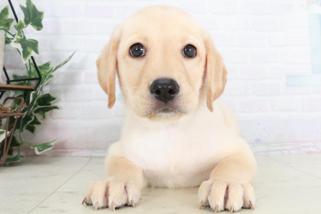 広島県のラブラドールレトリーバー (Coo&RIKUゆめタウン大竹店/2025年9月13日生まれ/女の子/イエロー)の子犬の1枚目の画像