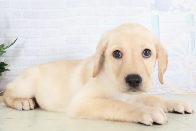 広島県のラブラドールレトリーバー (Coo&RIKUゆめタウン大竹店/2025年9月13日生まれ/女の子/イエロー)の子犬の2枚目の画像