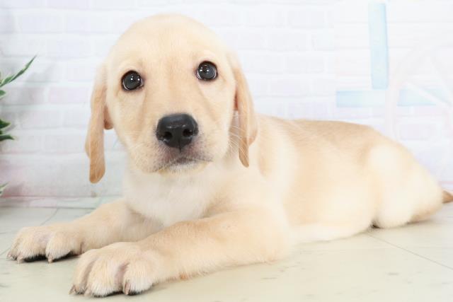 広島県のラブラドールレトリーバー (Coo&RIKUゆめタウン大竹店/2025年9月13日生まれ/女の子/イエロー)の子犬の3枚目の画像