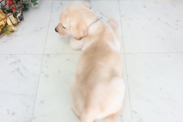 広島県のラブラドールレトリーバー (Coo&RIKUゆめタウン大竹店/2025年9月13日生まれ/女の子/イエロー)の子犬の4枚目の画像