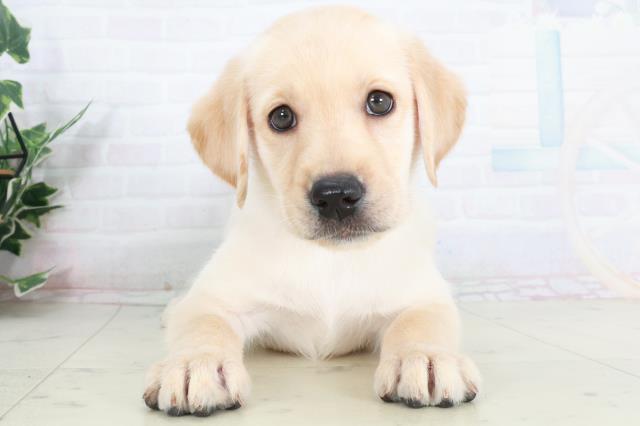 福岡県のラブラドールレトリーバー (Coo&RIKU行橋店/2025年9月13日生まれ/女の子/イエロー)の子犬の1枚目の画像