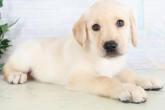 福岡県のラブラドールレトリーバー (Coo&RIKU行橋店/2025年9月13日生まれ/女の子/イエロー)の子犬の2枚目の画像