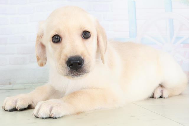 福岡県のラブラドールレトリーバー (Coo&RIKU行橋店/2025年9月13日生まれ/女の子/イエロー)の子犬の3枚目の画像