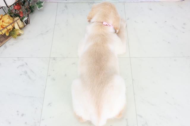 福岡県のラブラドールレトリーバー (Coo&RIKU行橋店/2025年9月13日生まれ/女の子/イエロー)の子犬の4枚目の画像