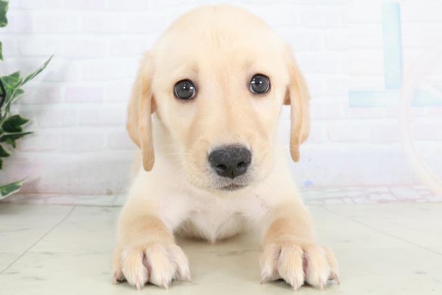 千葉県のラブラドールレトリーバー (Coo&RIKUアクロスモール新鎌ケ谷店/2025年9月13日生まれ/女の子/イエロー)の子犬