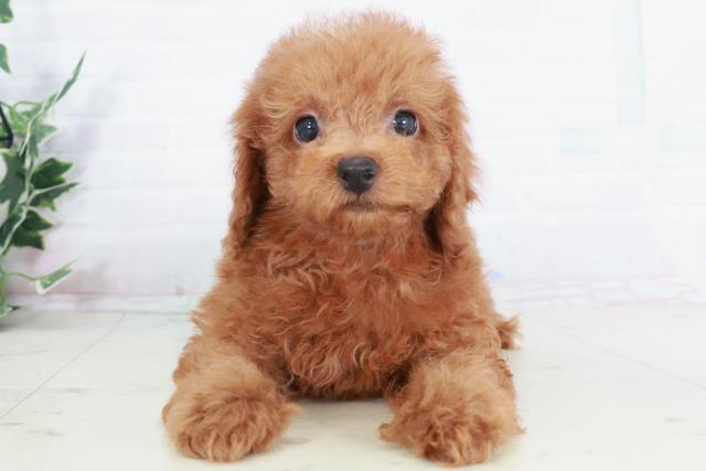 徳島県のトイプードル(トイ) (Coo&RIKU徳島店/2025年9月3日生まれ/男の子/レッド)の子犬の1枚目の画像