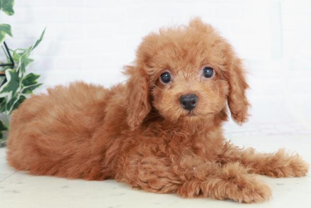 徳島県のトイプードル(トイ) (Coo&RIKU徳島店/2025年9月3日生まれ/男の子/レッド)の子犬の2枚目の画像