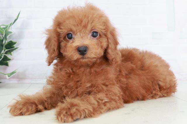 徳島県のトイプードル(トイ) (Coo&RIKU徳島店/2025年9月3日生まれ/男の子/レッド)の子犬の3枚目の画像