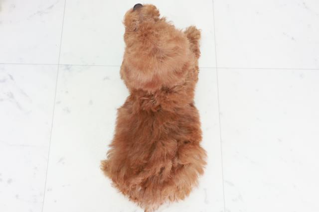 徳島県のトイプードル(トイ) (Coo&RIKU徳島店/2025年9月3日生まれ/男の子/レッド)の子犬の4枚目の画像