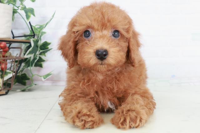 山口県のトイプードル(トイ) (Coo&RIKUシーモール下関店/2025年9月3日生まれ/男の子/レッド)の子犬の1枚目の画像