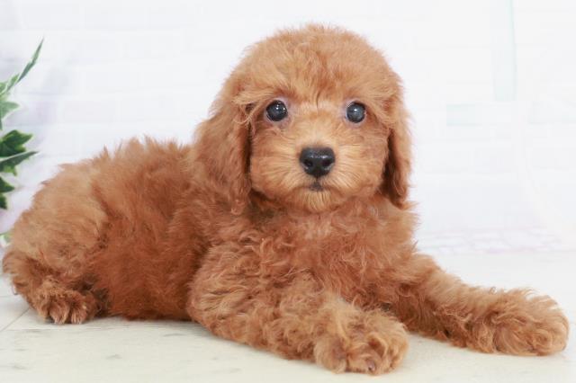 山口県のトイプードル(トイ) (Coo&RIKUシーモール下関店/2025年9月3日生まれ/男の子/レッド)の子犬の2枚目の画像