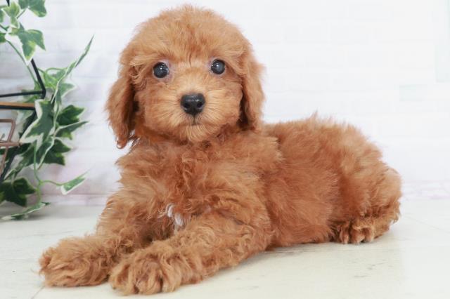 山口県のトイプードル(トイ) (Coo&RIKUシーモール下関店/2025年9月3日生まれ/男の子/レッド)の子犬の3枚目の画像