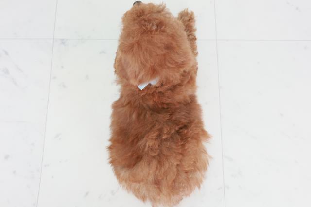 山口県のトイプードル(トイ) (Coo&RIKUシーモール下関店/2025年9月3日生まれ/男の子/レッド)の子犬の4枚目の画像