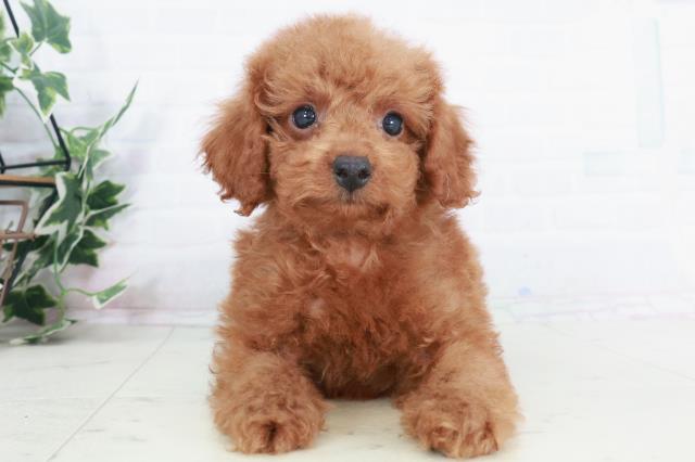 広島県のトイプードル(トイ) (Coo&RIKU東広島店/2025年9月3日生まれ/男の子/レッド)の子犬の1枚目の画像