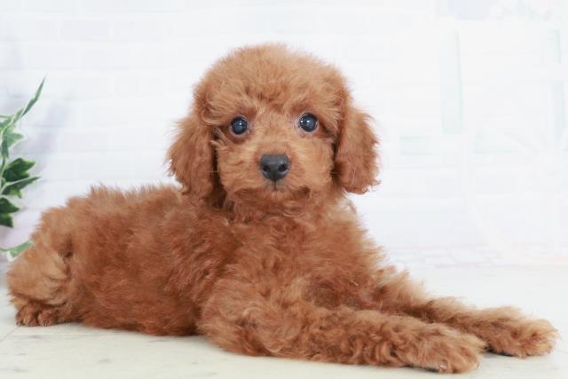 広島県のトイプードル(トイ) (Coo&RIKU東広島店/2025年9月3日生まれ/男の子/レッド)の子犬の2枚目の画像