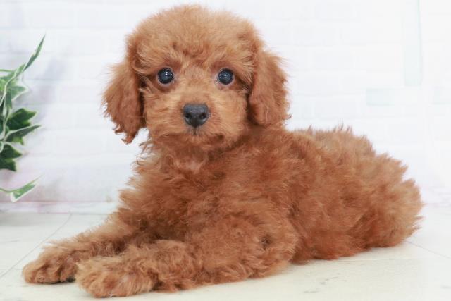 広島県のトイプードル(トイ) (Coo&RIKU東広島店/2025年9月3日生まれ/男の子/レッド)の子犬の3枚目の画像