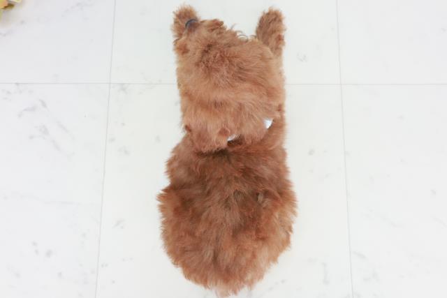 広島県のトイプードル(トイ) (Coo&RIKU東広島店/2025年9月3日生まれ/男の子/レッド)の子犬の4枚目の画像