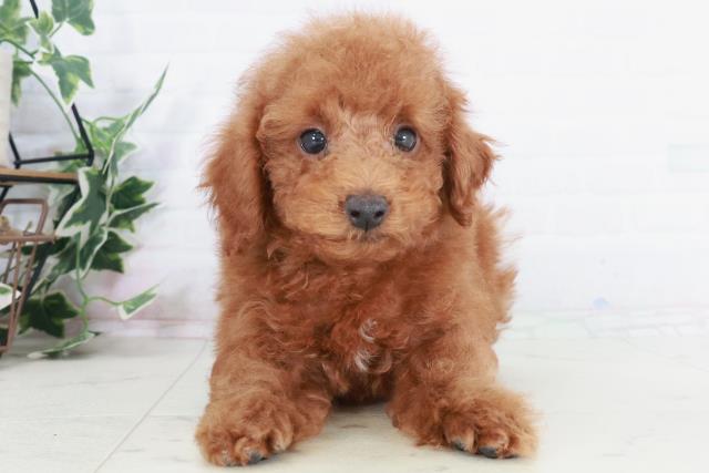 福岡県のトイプードル(トイ) (Coo&RIKU行橋店/2025年9月3日生まれ/男の子/レッド)の子犬の1枚目の画像