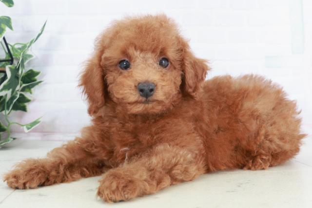 福岡県のトイプードル(トイ) (Coo&RIKU行橋店/2025年9月3日生まれ/男の子/レッド)の子犬の3枚目の画像