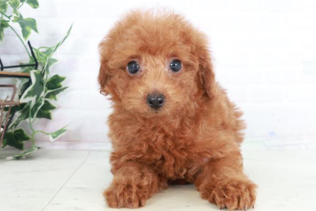 福岡県のトイプードル(トイ) (Coo&RIKU筑後店/2025年9月3日生まれ/女の子/レッド)の子犬の1枚目の画像