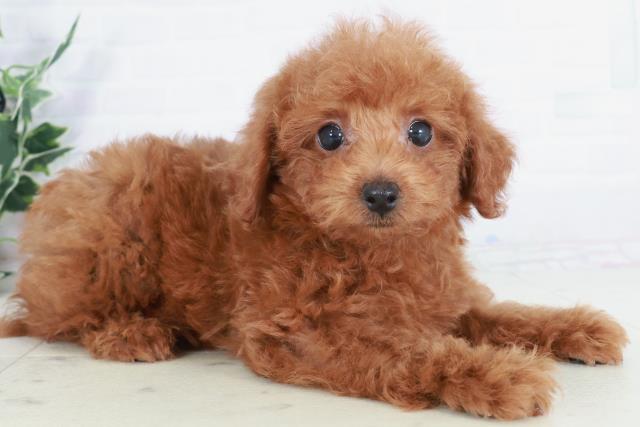 福岡県のトイプードル(トイ) (Coo&RIKU筑後店/2025年9月3日生まれ/女の子/レッド)の子犬の2枚目の画像