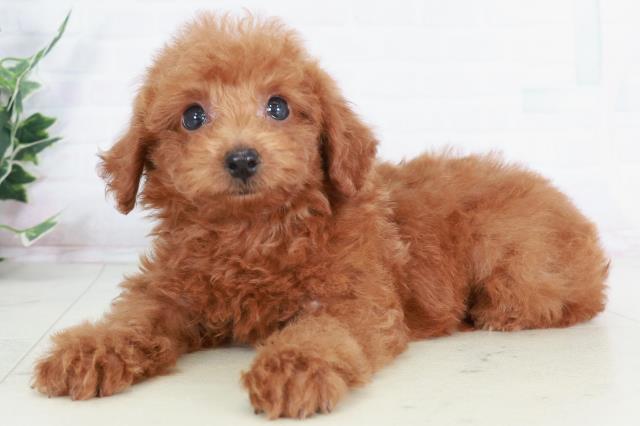 福岡県のトイプードル(トイ) (Coo&RIKU筑後店/2025年9月3日生まれ/女の子/レッド)の子犬の3枚目の画像