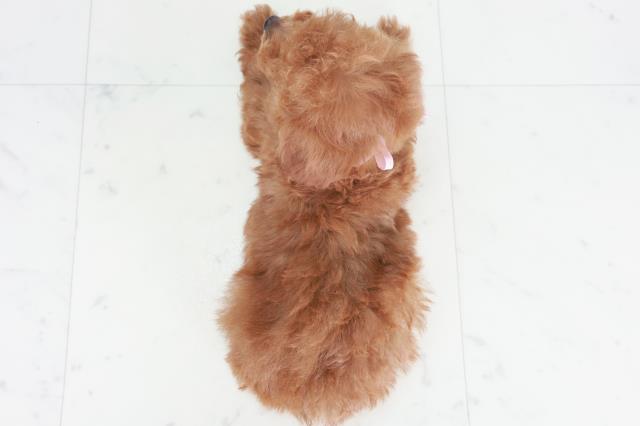 福岡県のトイプードル(トイ) (Coo&RIKU筑後店/2025年9月3日生まれ/女の子/レッド)の子犬の4枚目の画像