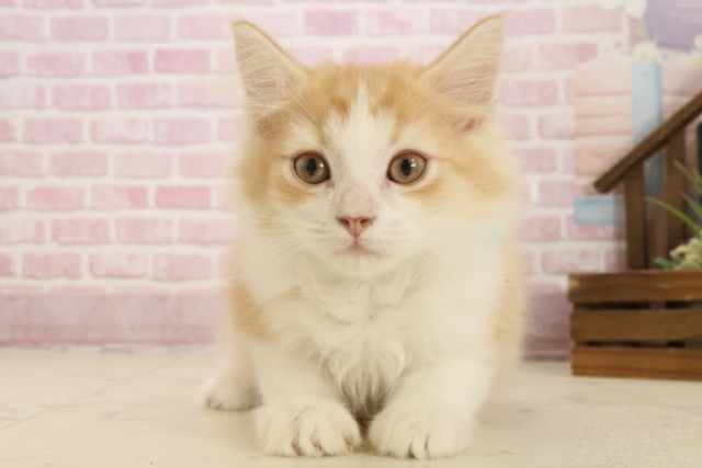 福岡県のミヌエット (Coo&RIKU筑後店/2025年8月16日生まれ/男の子/レッドタビーホワイト)の子猫