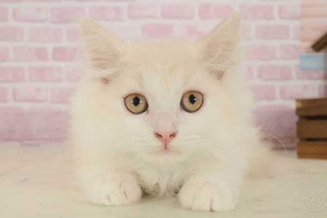 福岡県のミヌエット (Coo&RIKU黒崎店/2025年8月16日生まれ/男の子/クリームタビーホワイト)の子猫の1枚目の画像