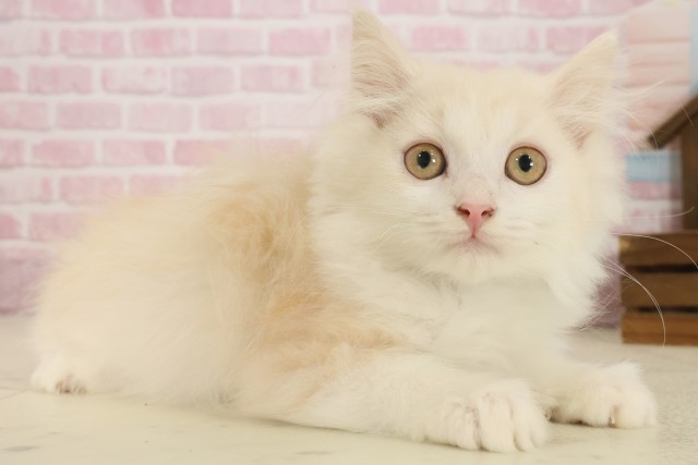 福岡県のミヌエット (Coo&RIKU黒崎店/2025年8月16日生まれ/男の子/クリームタビーホワイト)の子猫の2枚目の画像