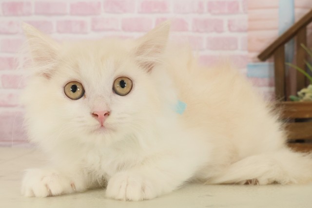 福岡県のミヌエット (Coo&RIKU黒崎店/2025年8月16日生まれ/男の子/クリームタビーホワイト)の子猫の3枚目の画像