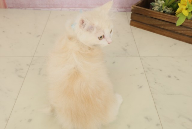 福岡県のミヌエット (Coo&RIKU黒崎店/2025年8月16日生まれ/男の子/クリームタビーホワイト)の子猫の4枚目の画像