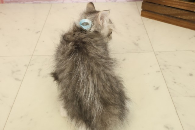 福岡県のミヌエット (Coo&RIKU福岡東店/2025年8月16日生まれ/男の子/ブラウンタビーホワイト)の子猫の4枚目の画像