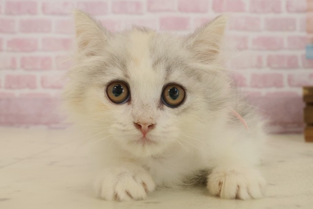 大分県のミヌエット (Coo&RIKU大分店/2025年8月16日生まれ/女の子/ダイリュートキャリコ)の子猫の1枚目の画像